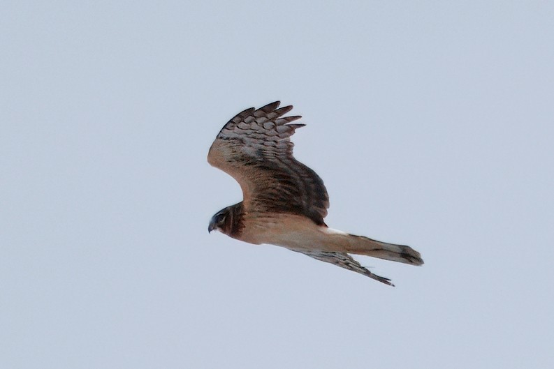 Northern Harrier - ML630804099