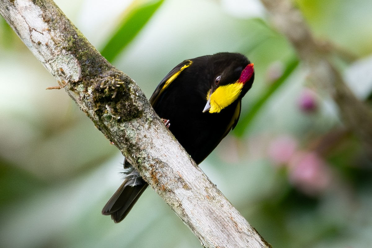 Golden-winged Manakin - Nestor Monsalve (@birds.nestor)