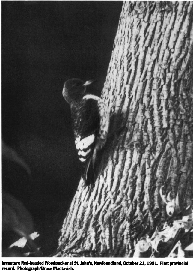 Red-headed Woodpecker - ML630804312