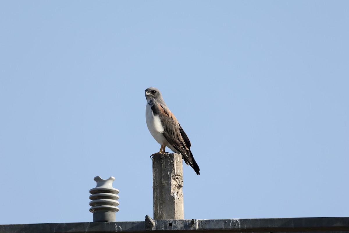 White-tailed Hawk - ML630804338