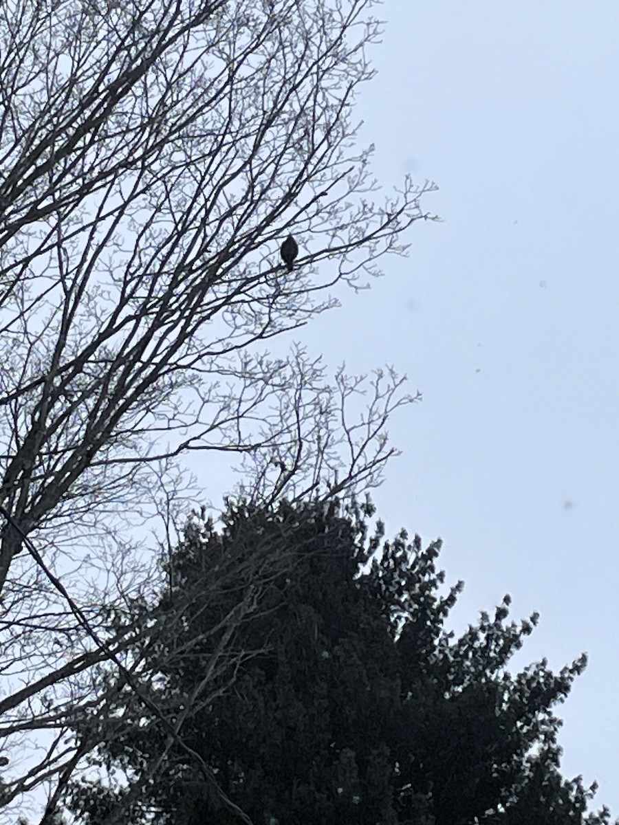 Cooper's Hawk - ML630804490