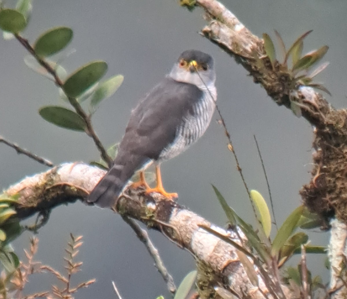 Tiny Hawk - ML630804564