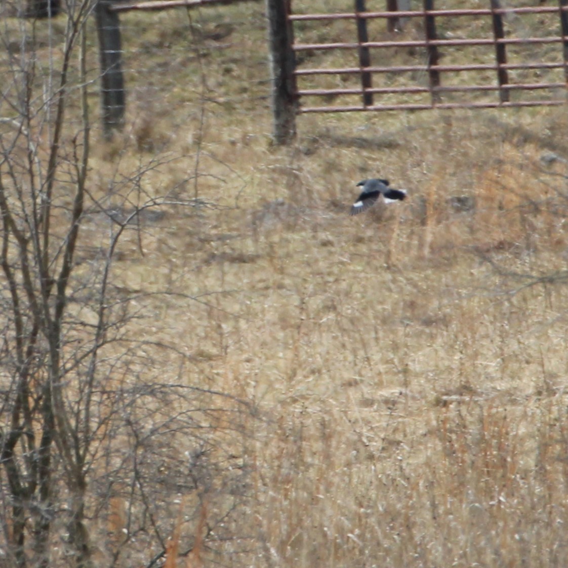 Loggerhead Shrike - ML630804659