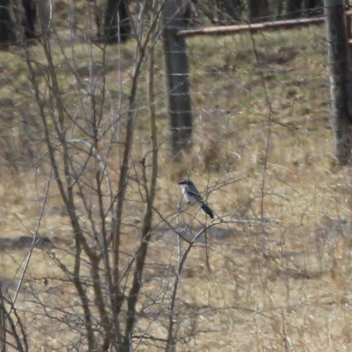 Loggerhead Shrike - ML630804660