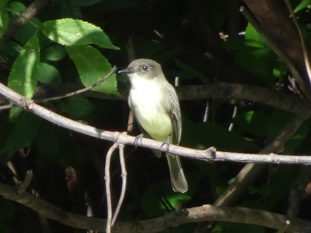 Eastern Phoebe - ML630804694