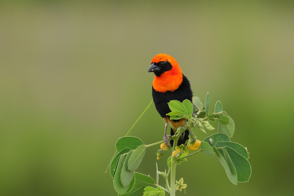 Black-winged Bishop - Fikret Ataşalan