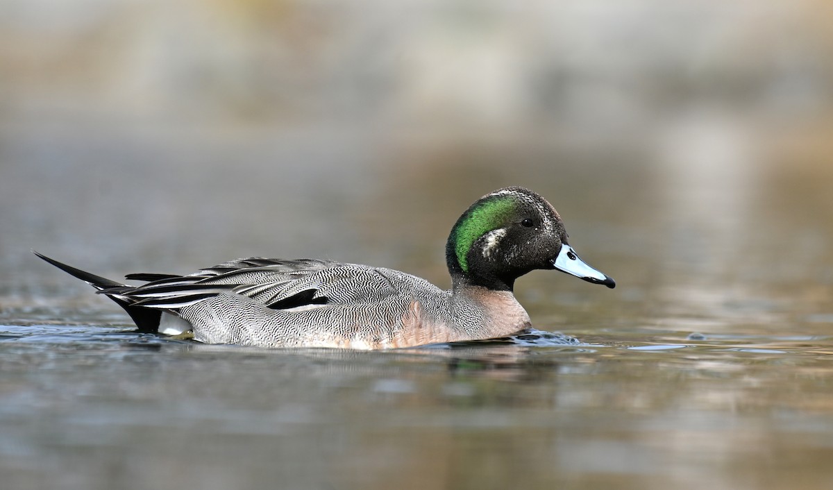 American Wigeon x Northern Pintail (hybrid) - Ryan O'Donnell