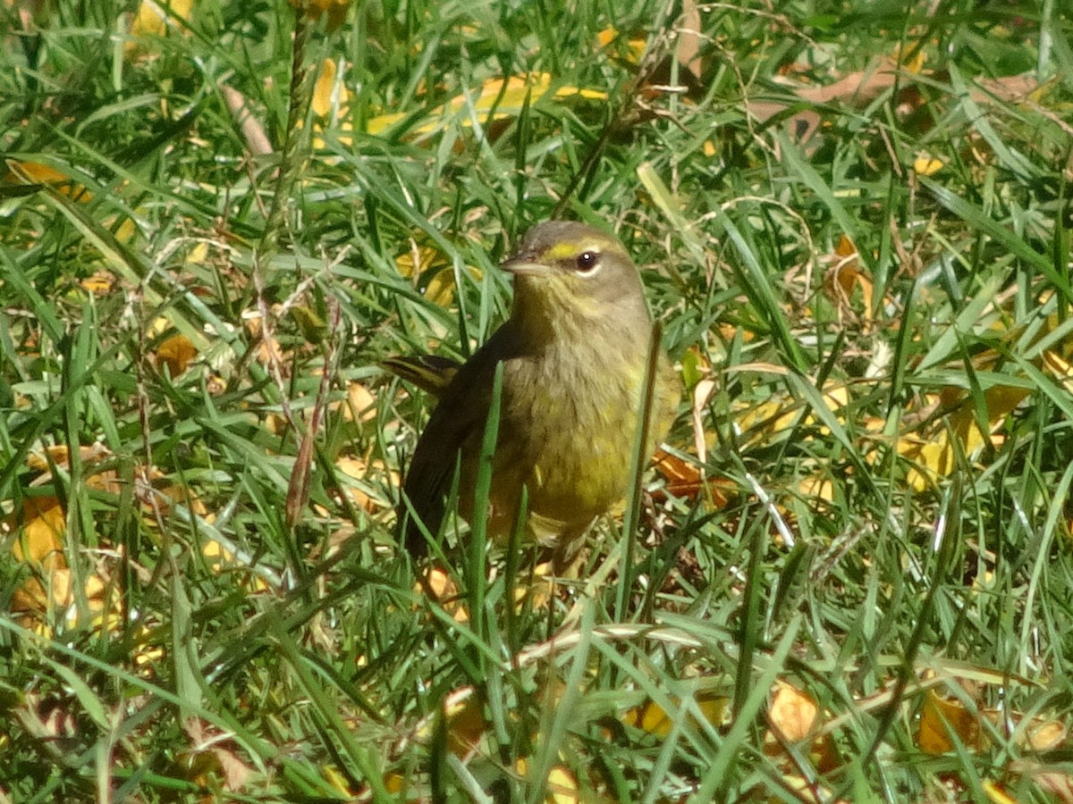Reinita Palmera (palmarum) - ML630804919