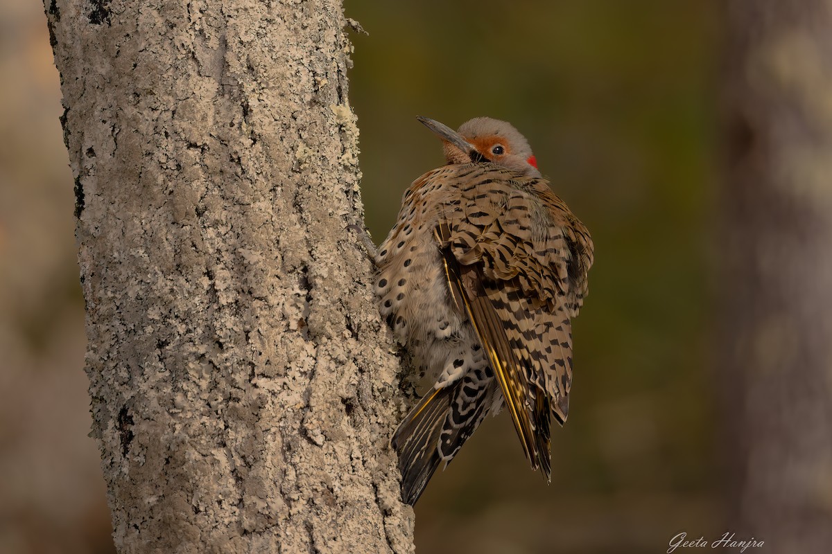 Northern Flicker - ML630804938