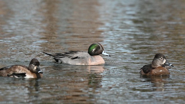 American Wigeon x Northern Pintail (hybrid) - ML630804950