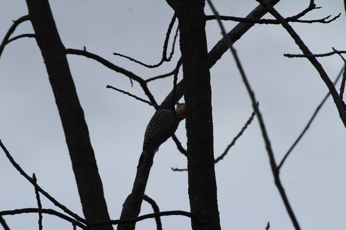 Red-bellied Woodpecker - ML630804960