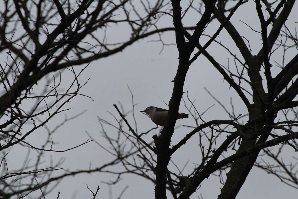 White-breasted Nuthatch - ML630804970