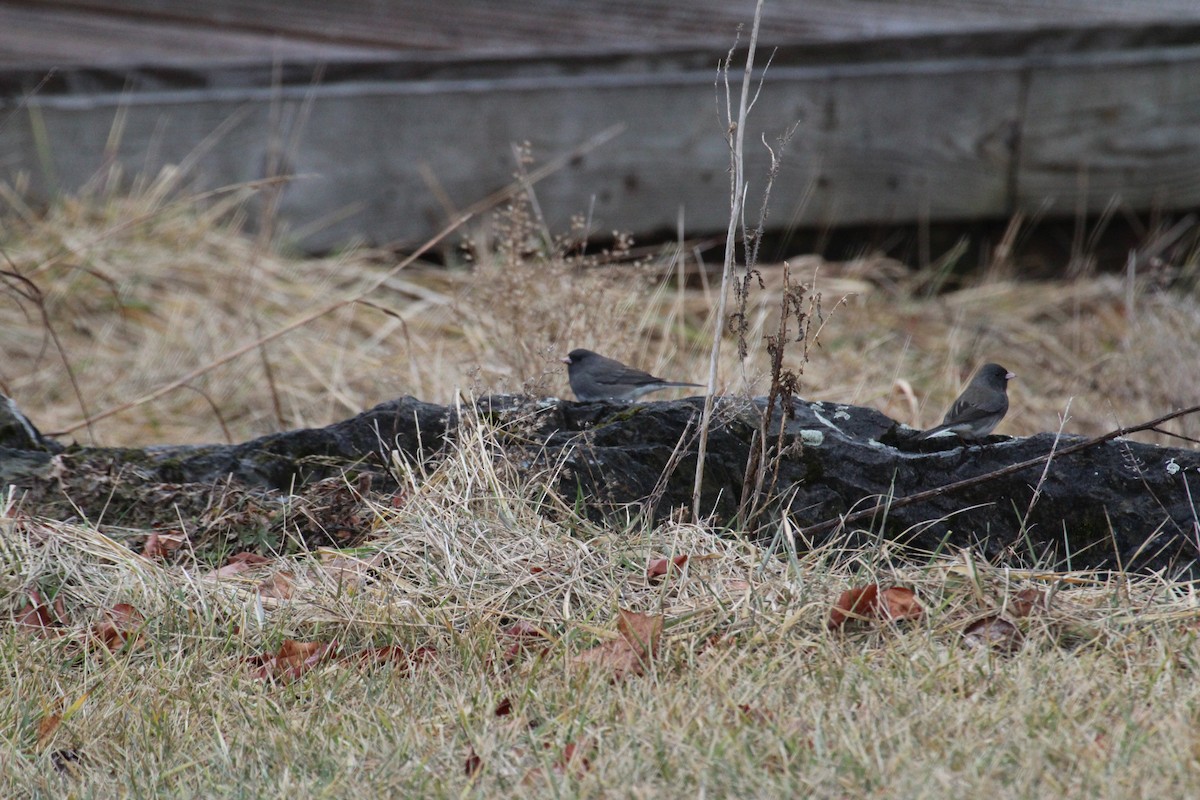 Dark-eyed Junco - Christopher Rademacher