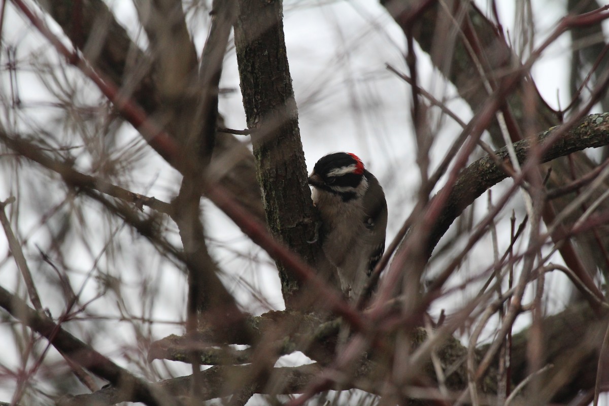 Downy Woodpecker - ML630804994