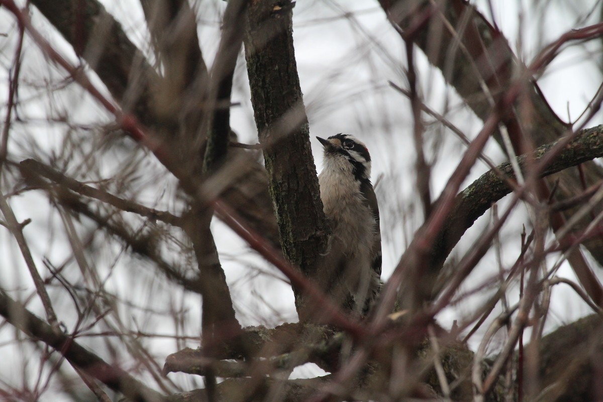 Downy Woodpecker - ML630804995