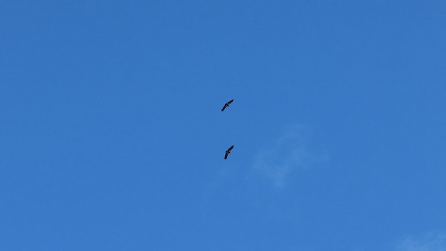 California Condor - ML630805145