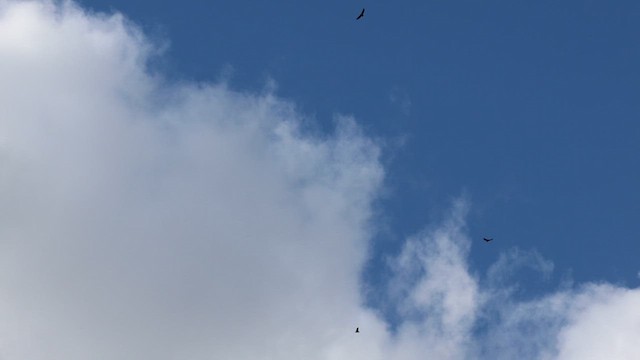 California Condor - ML630805146