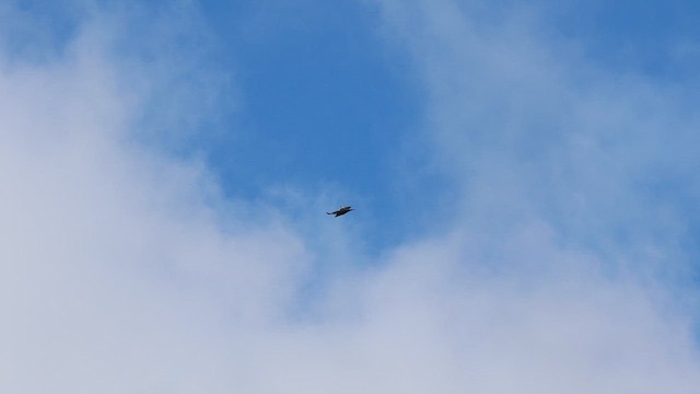 California Condor - ML630805148