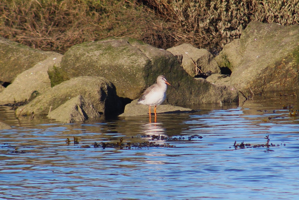 Spotted Redshank - ML630805513