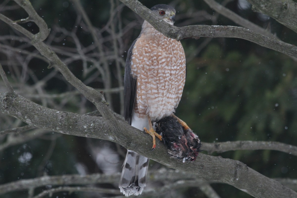 Cooper's Hawk - ML630805627