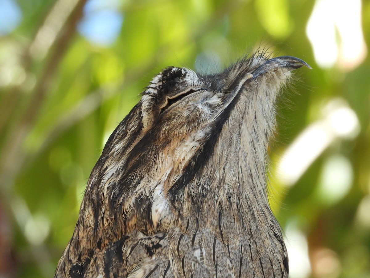 Northern Potoo - ML630805715