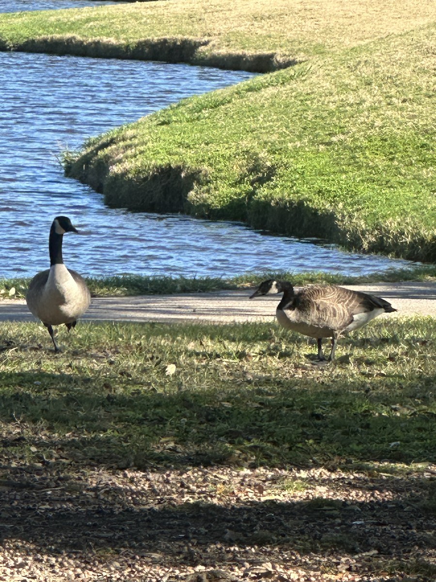 Canada Goose - ML630805740