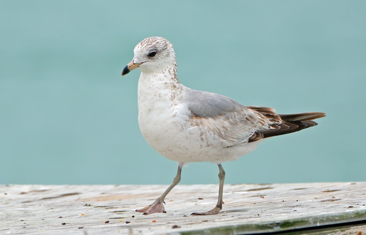 Ring-billed Gull - ML630805770