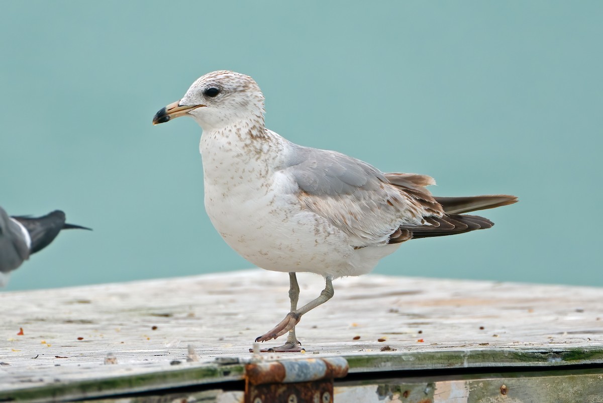 Ring-billed Gull - ML630805771