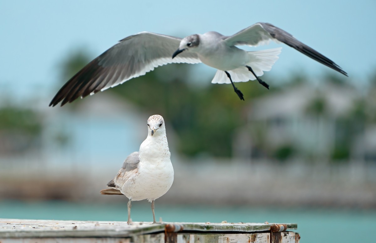 Ring-billed Gull - ML630805772