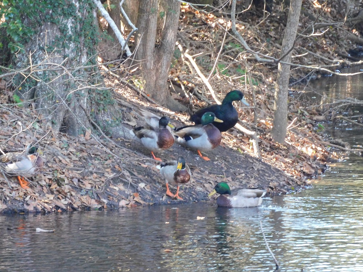 Mallard (Domestic type) - ML630805775