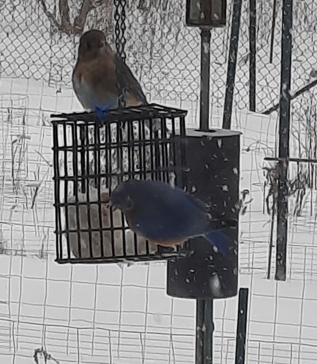 Eastern Bluebird - ML630805793