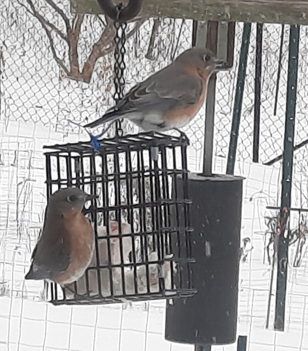 Eastern Bluebird - ML630805794