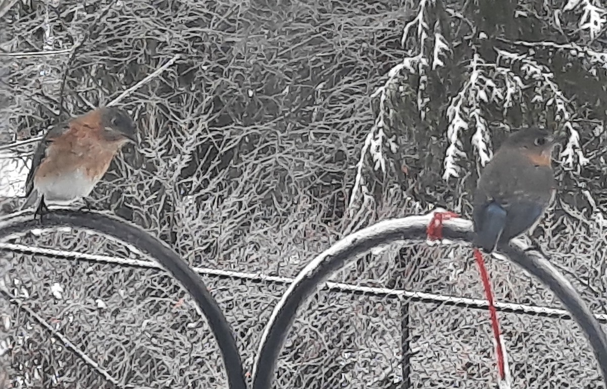 Eastern Bluebird - ML630805795