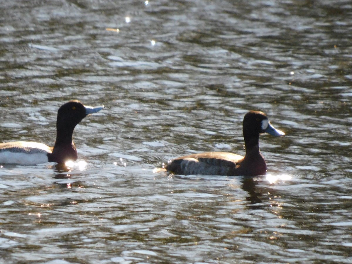 Lesser Scaup - ML630805818