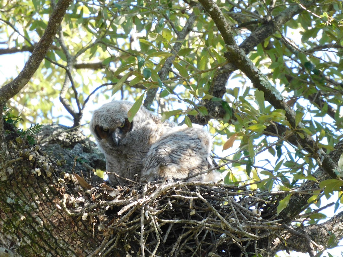 Great Horned Owl - ML630805843