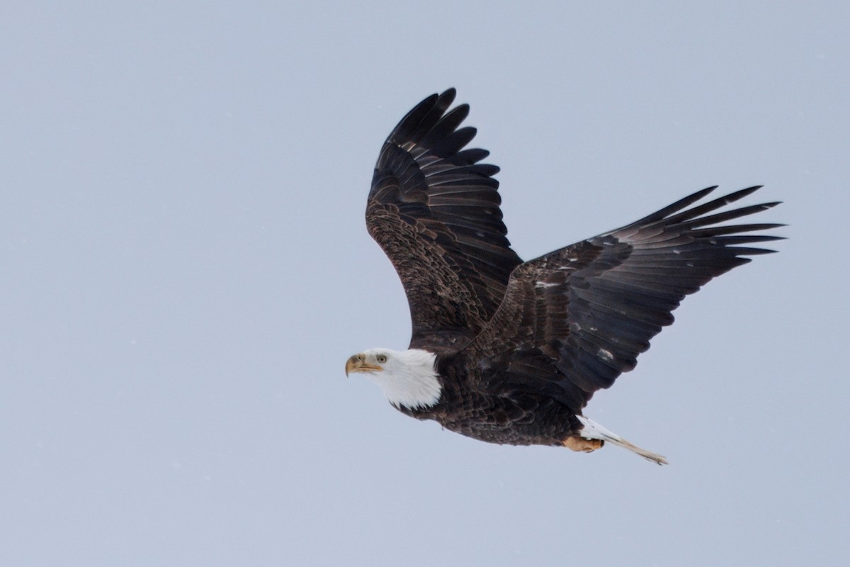 Bald Eagle - ML630805861