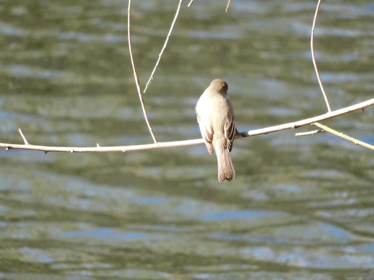 Eastern Phoebe - ML630805865
