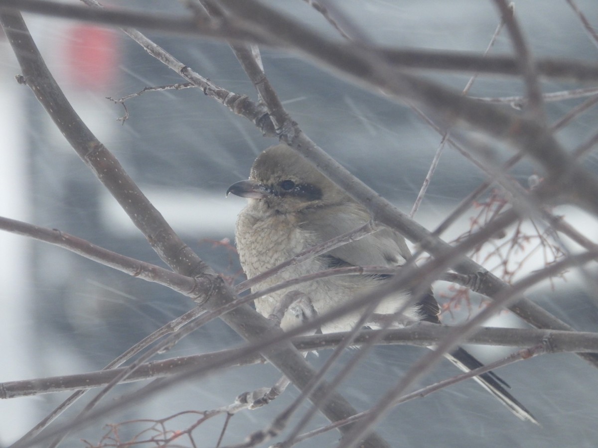 Northern Shrike - ML630805932
