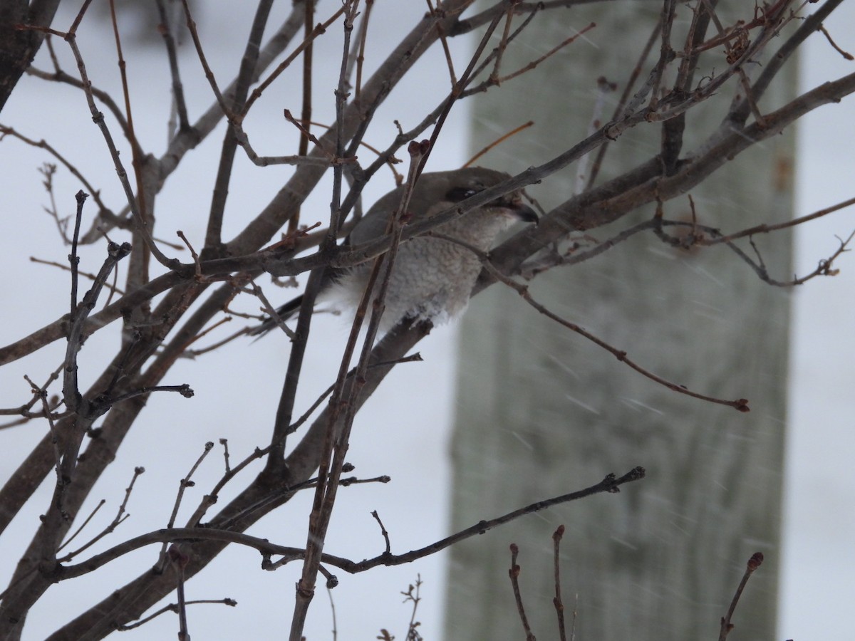 Northern Shrike - ML630805935