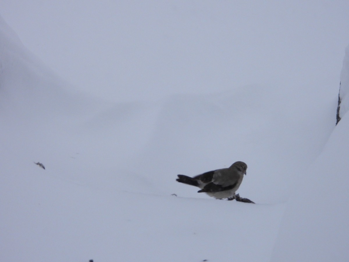 Northern Shrike - ML630805936