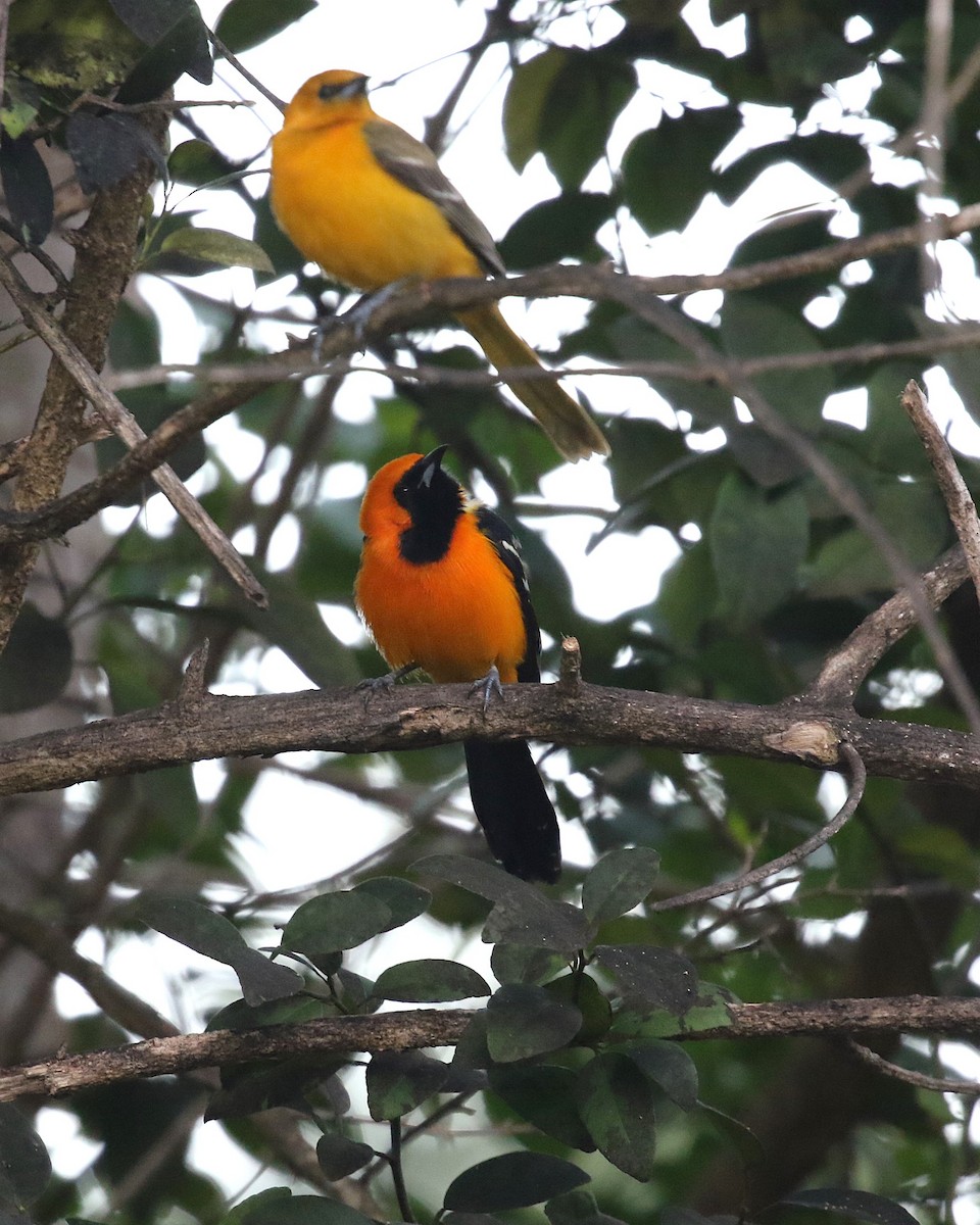 Hooded Oriole - ML630806148