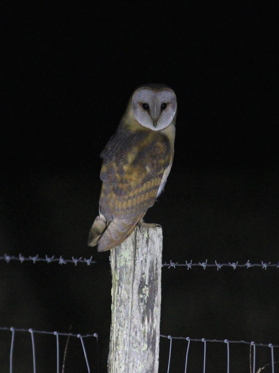 Western Barn Owl - ML630806265