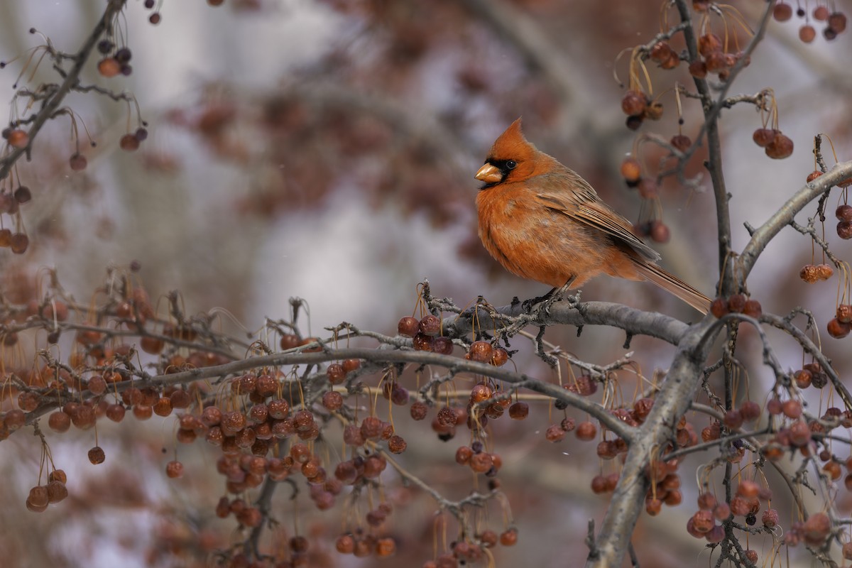 Northern Cardinal - Seth Konner