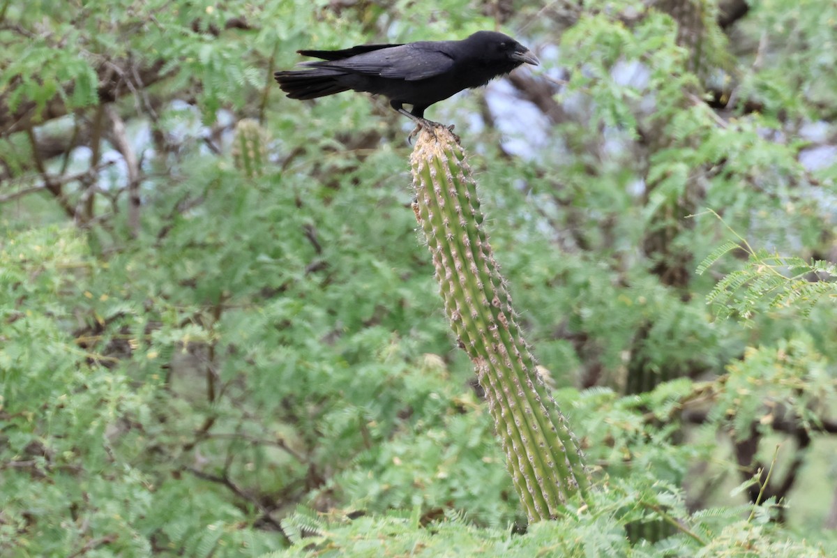 Hispaniolan Palm-Crow - ML630806439