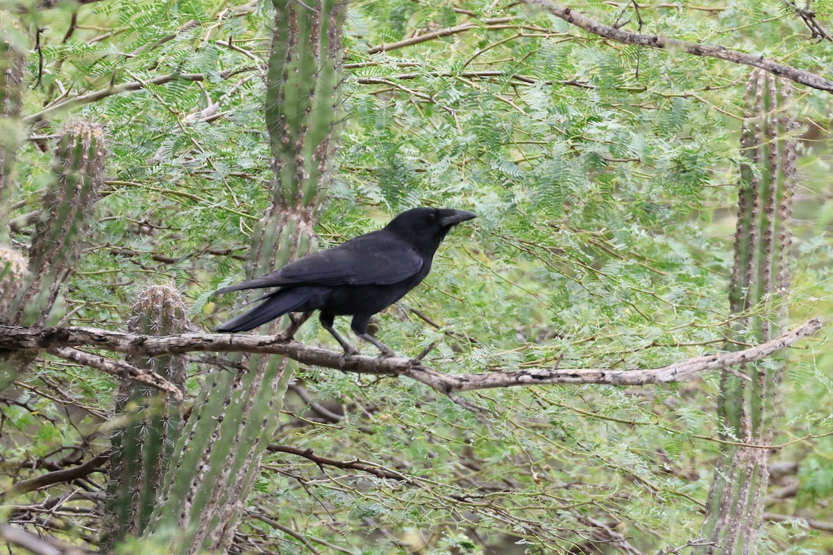 Hispaniolan Palm-Crow - ML630806440