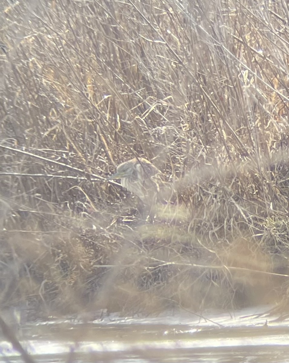 Black-crowned Night Heron - ML630806476