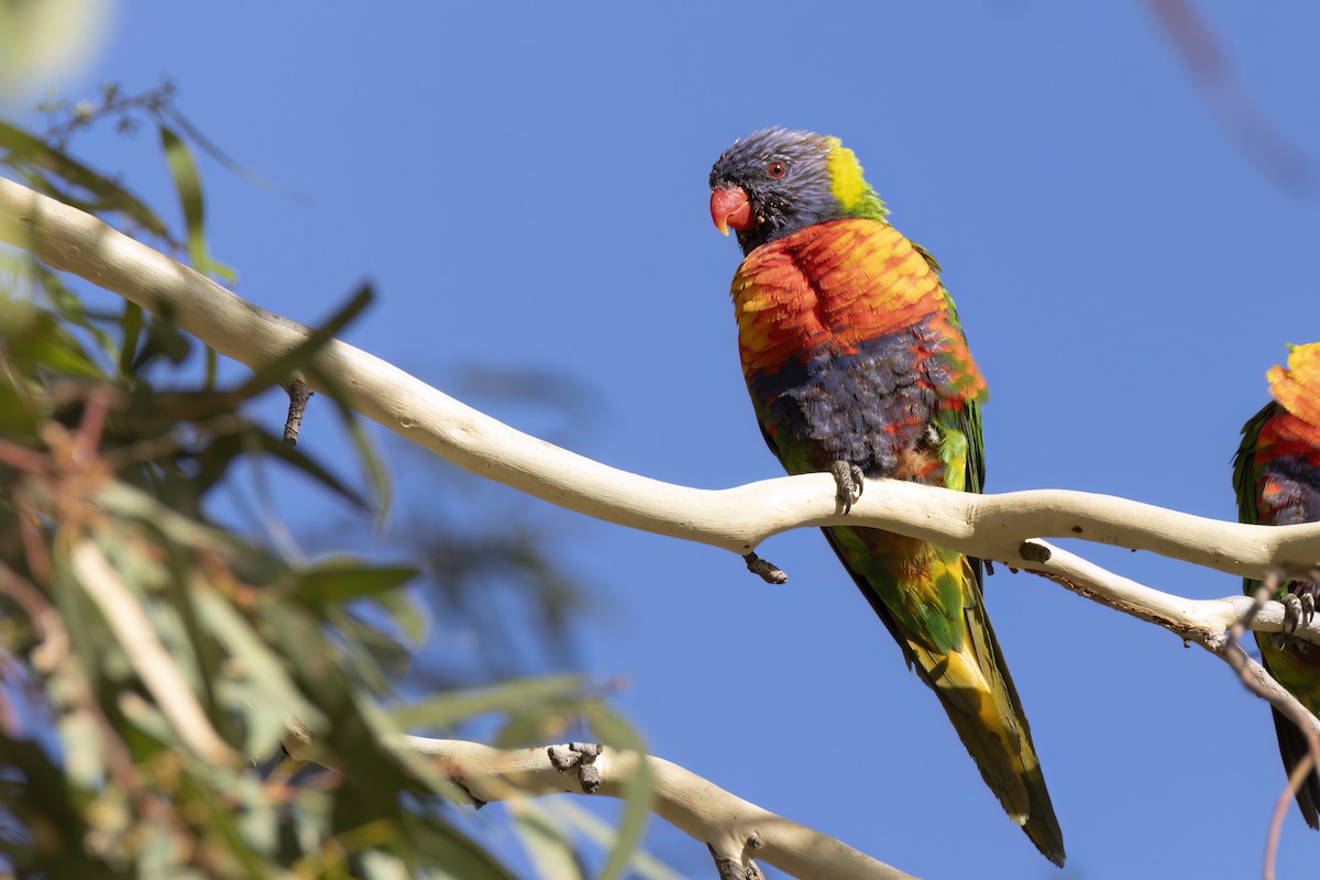 Rainbow Lorikeet - Andreas Heikaus