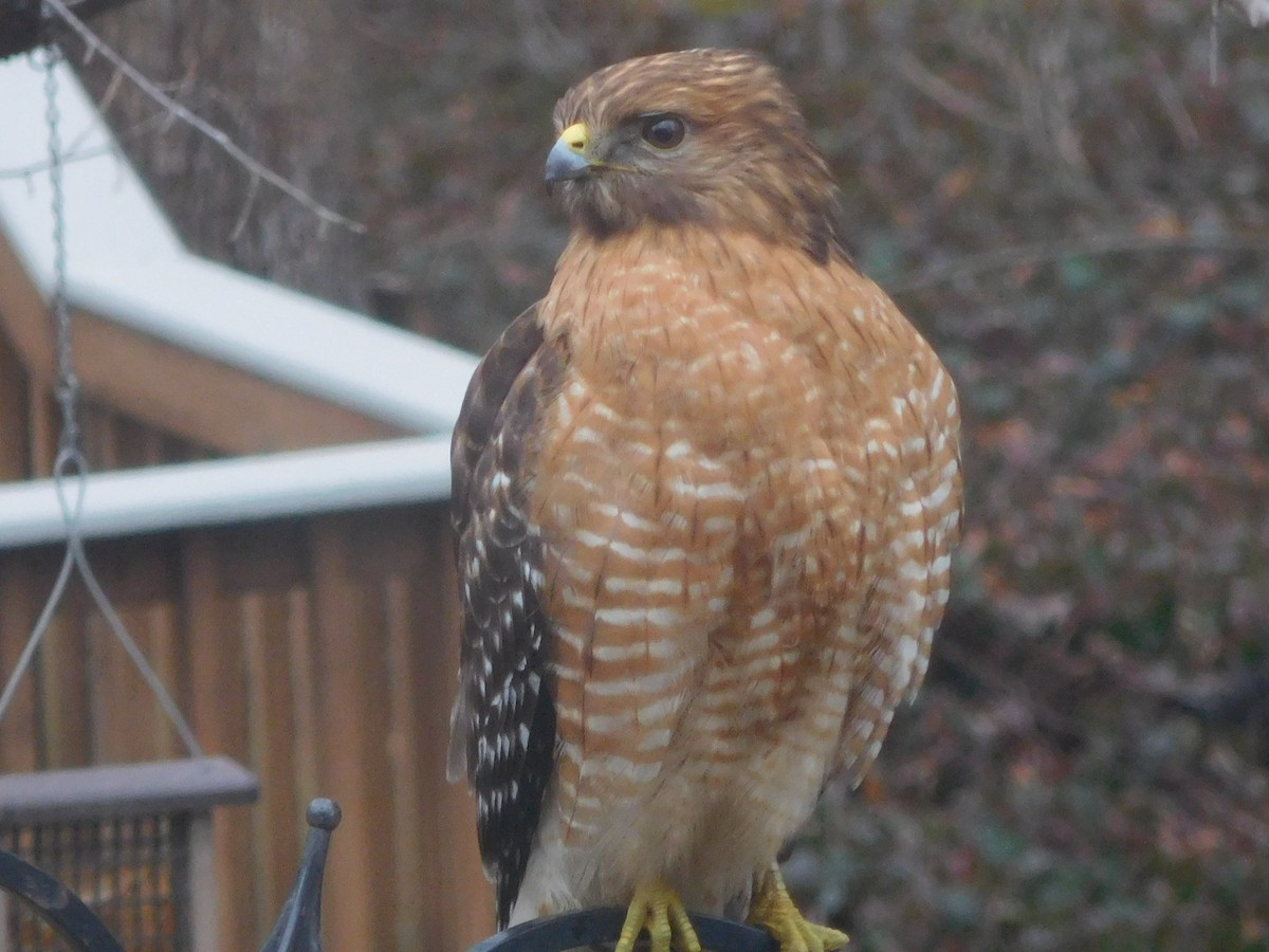 Red-shouldered Hawk - ML630806770