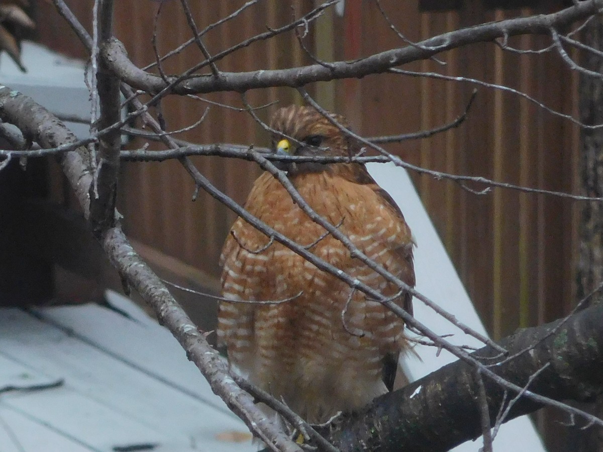 Red-shouldered Hawk - ML630806780