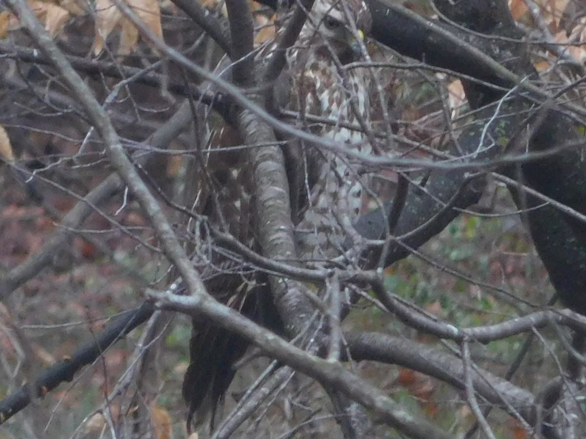 Red-shouldered Hawk - ML630806792